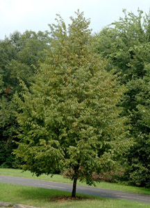 Eastern Hophornbeam tree in landscape
